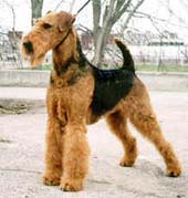 Aireland Pugacheva